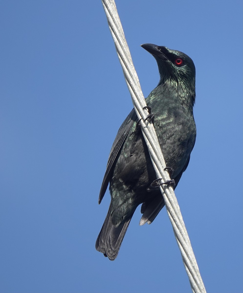 Asian Glossy Starling - ML615622177