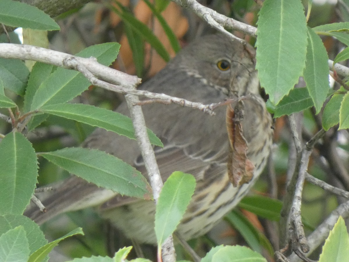 Sage Thrasher - Joseph Atkinson