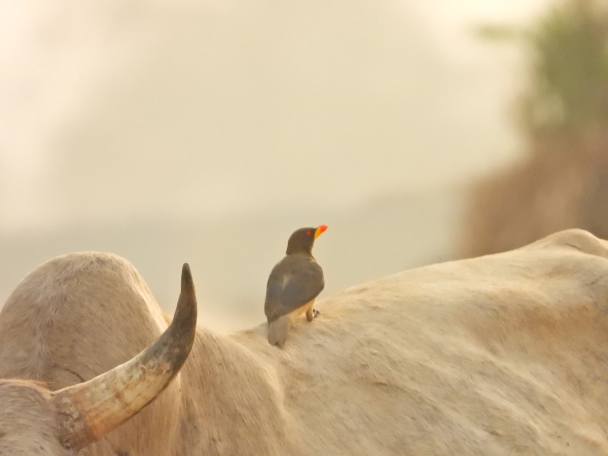 Yellow-billed Oxpecker - ML615622207