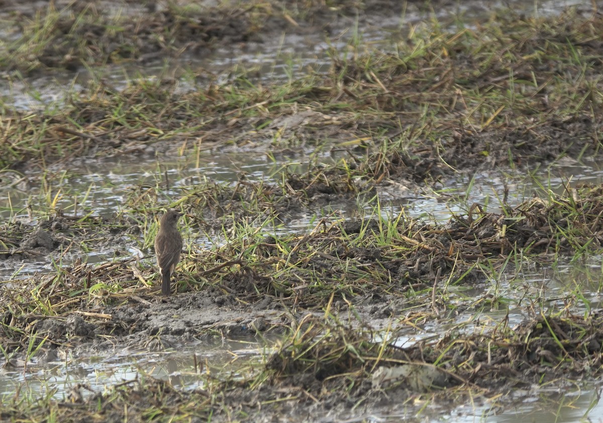 Pied Bushchat - ML615622224