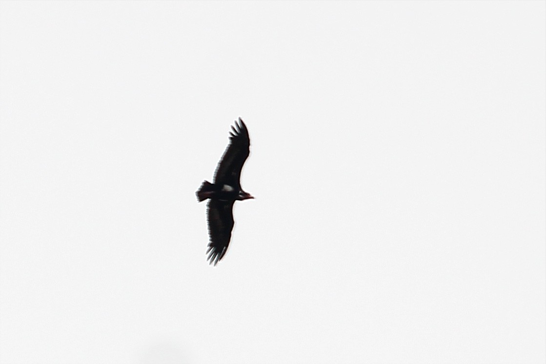 Red-headed Vulture - ML615622236