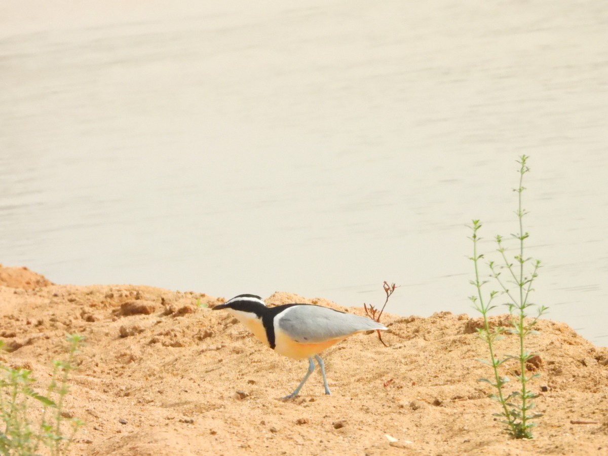 Egyptian Plover - Sheryl Gracewski