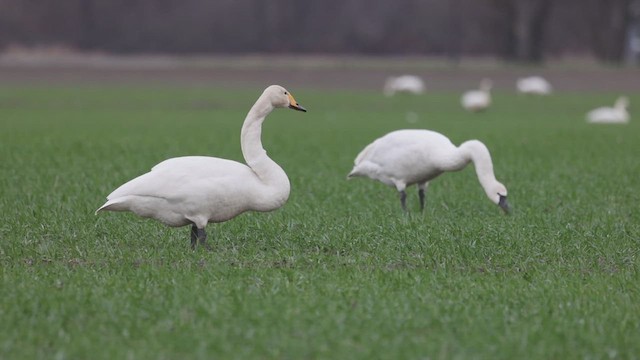 Whooper Swan - ML615622262