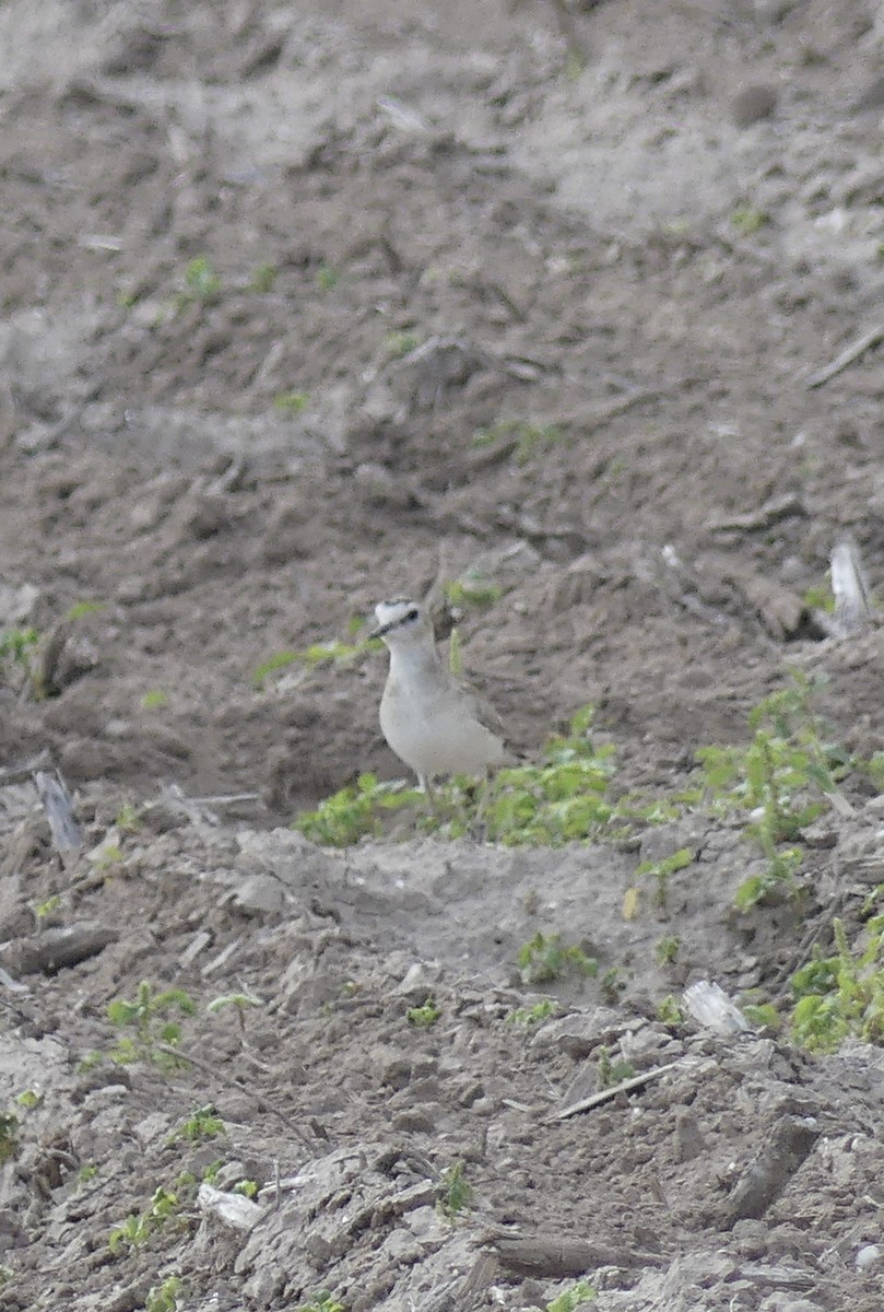 Mountain Plover - Thomas Ledford