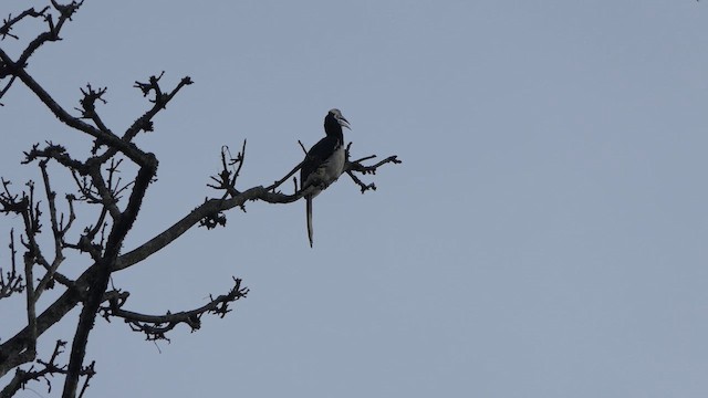 Malabar Pied-Hornbill - ML615622320