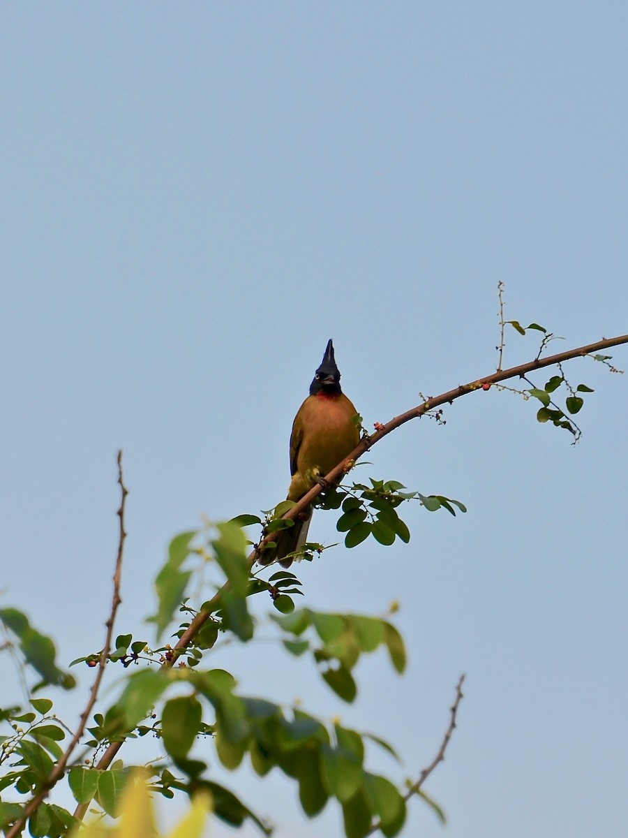 Black-crested Bulbul - ML615622330