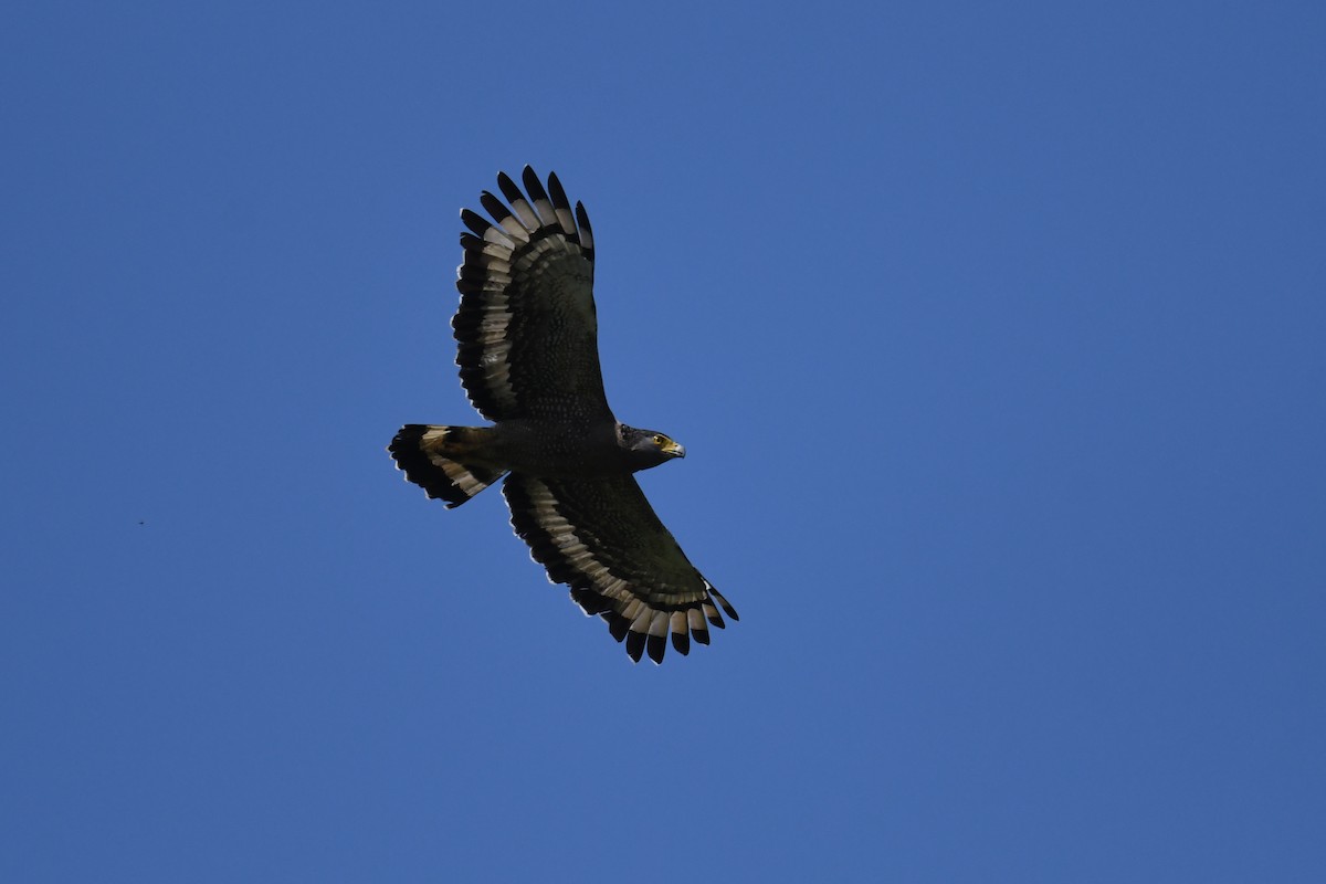 Crested Serpent-Eagle - ML615622357