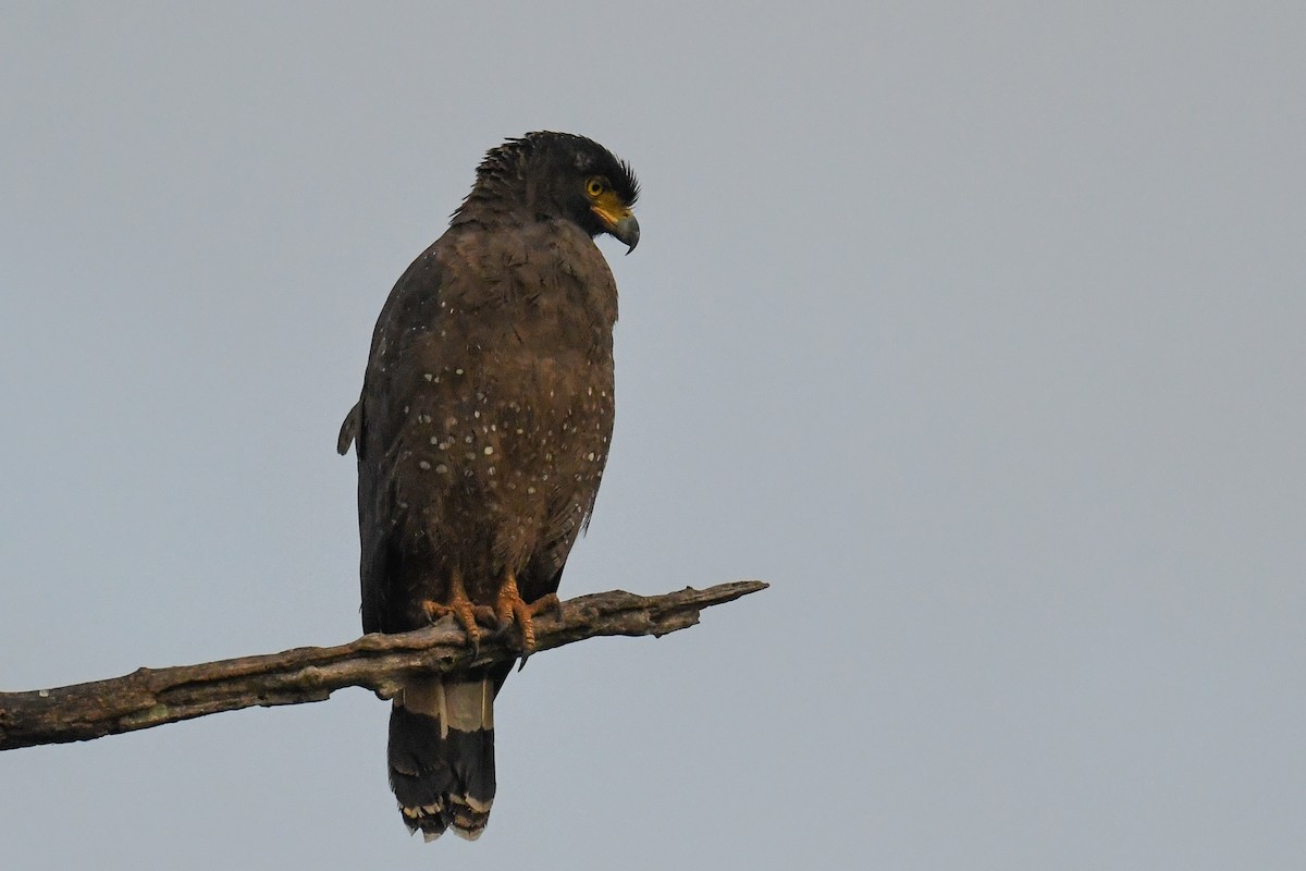 Crested Serpent-Eagle - ML615622365