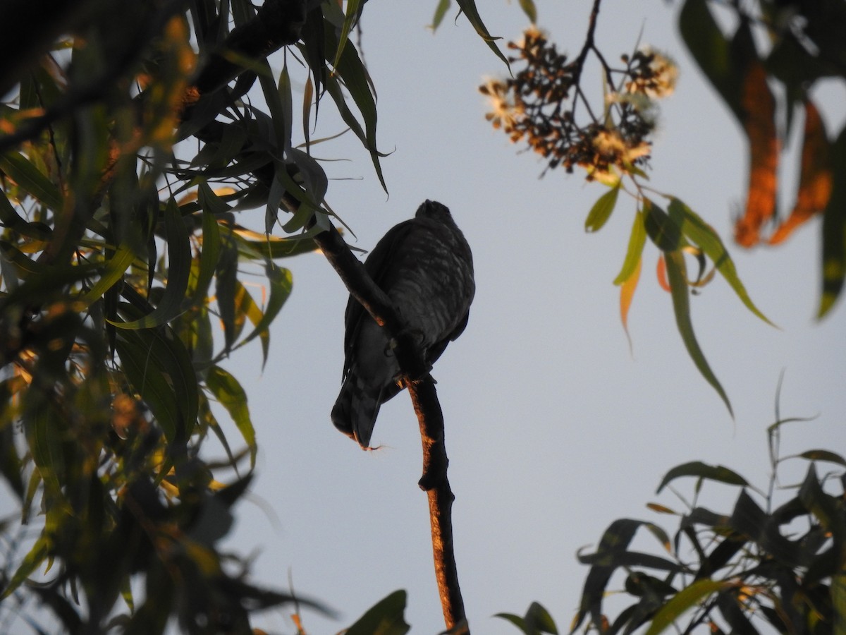 Crested Goshawk - ML615622400