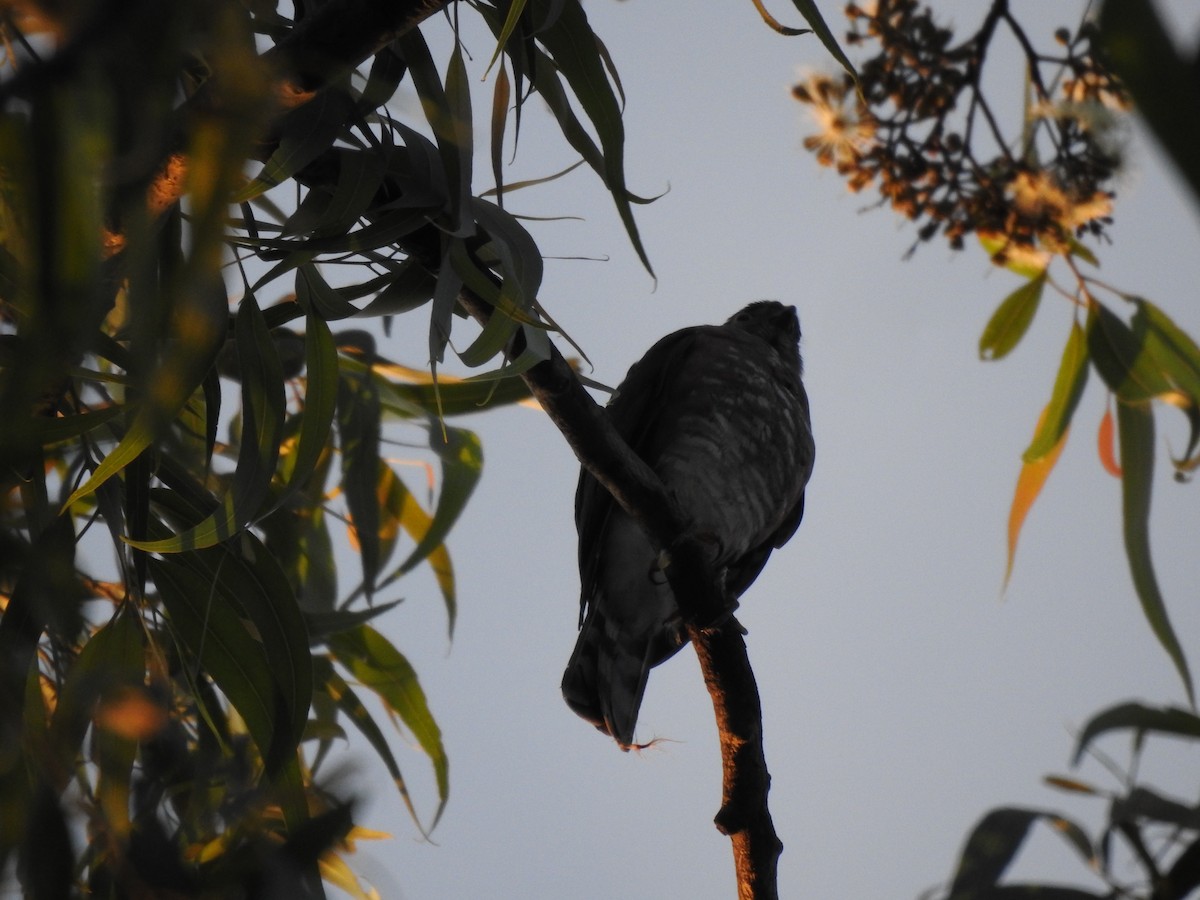 Crested Goshawk - ML615622401