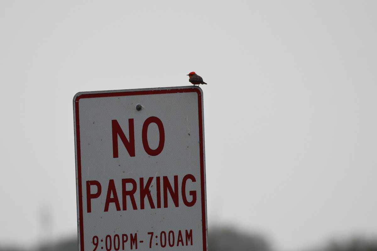 Vermilion Flycatcher - ML615622404