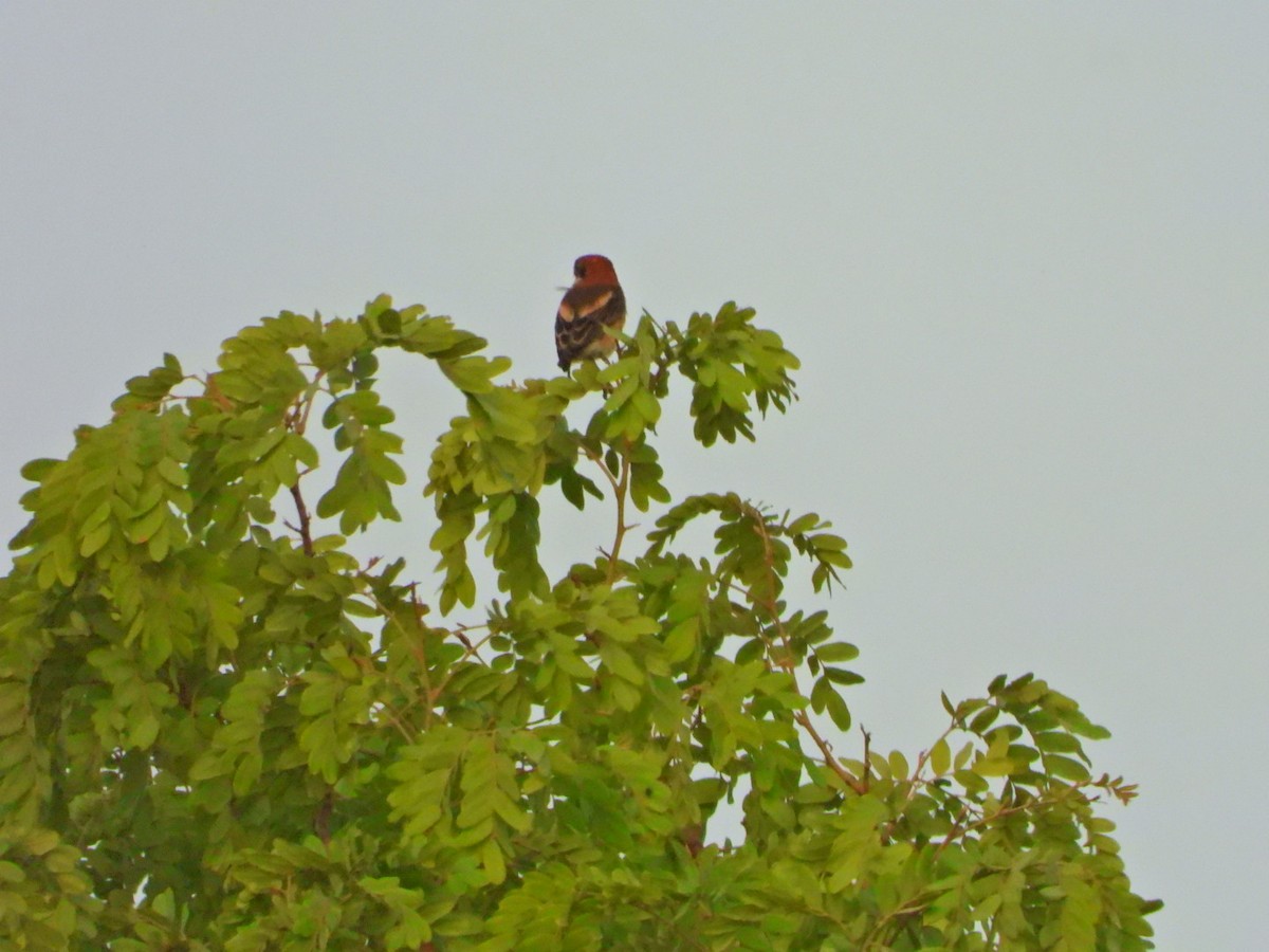 Woodchat Shrike (Western) - ML615622417