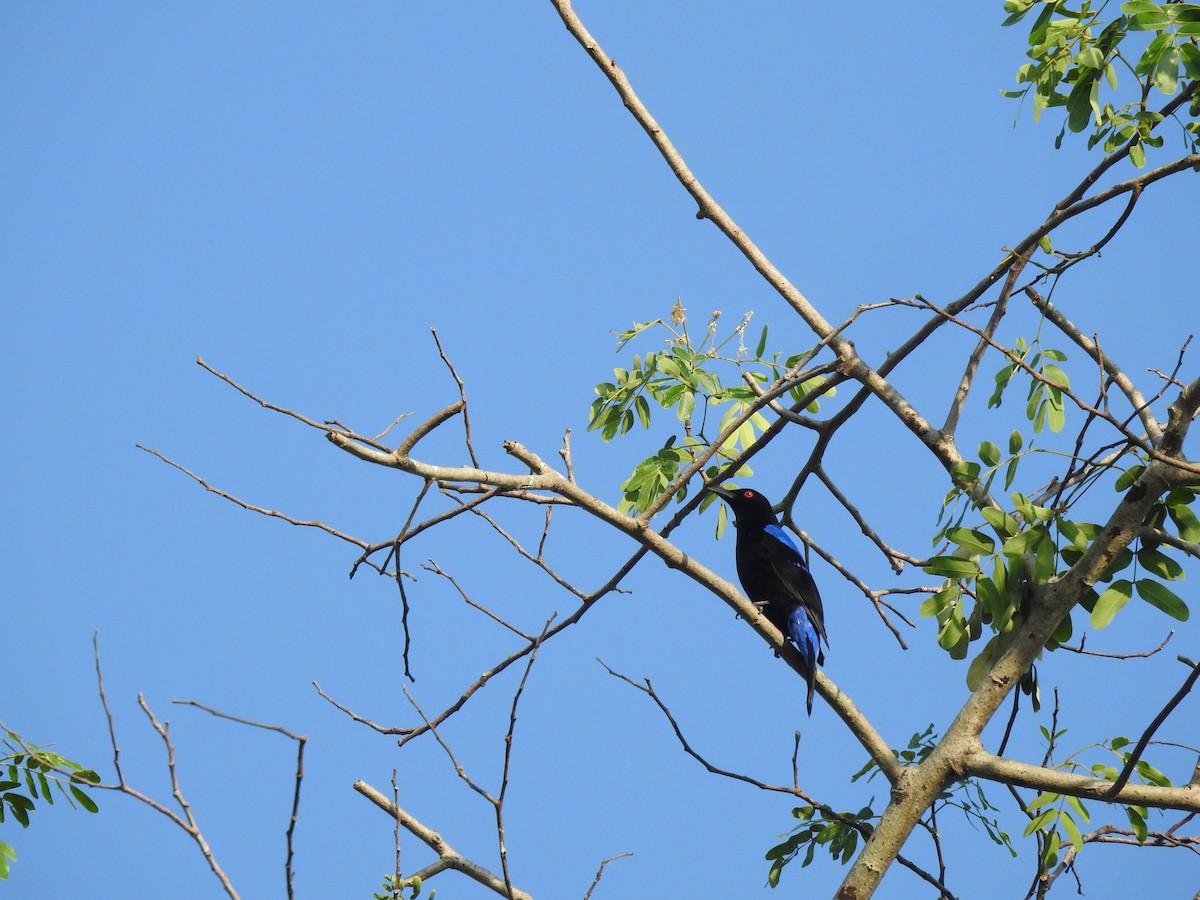 Asian Fairy-bluebird - ML615622435