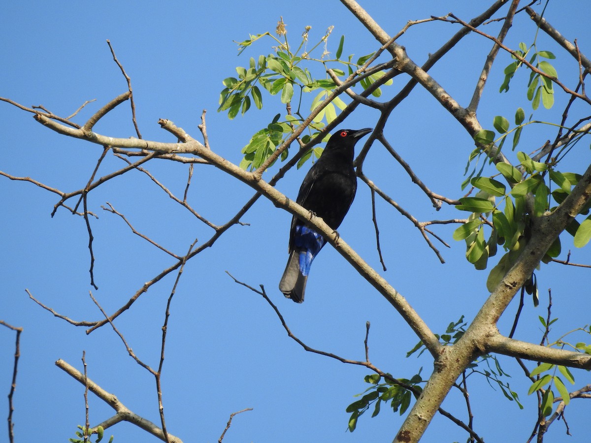 Asian Fairy-bluebird - ML615622436