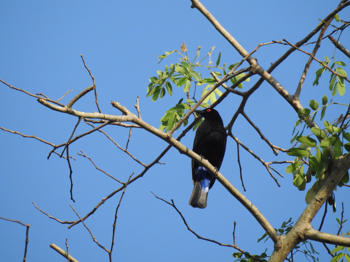 Asian Fairy-bluebird - ML615622437
