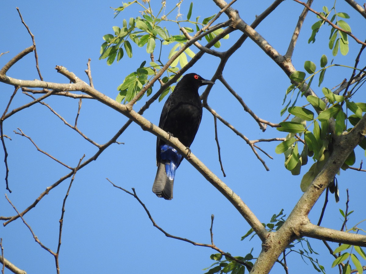 Asian Fairy-bluebird - ML615622438