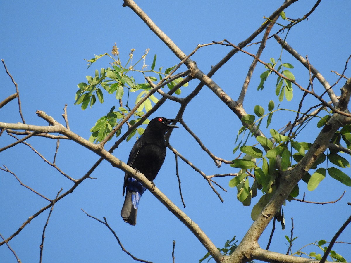 Asian Fairy-bluebird - ML615622439