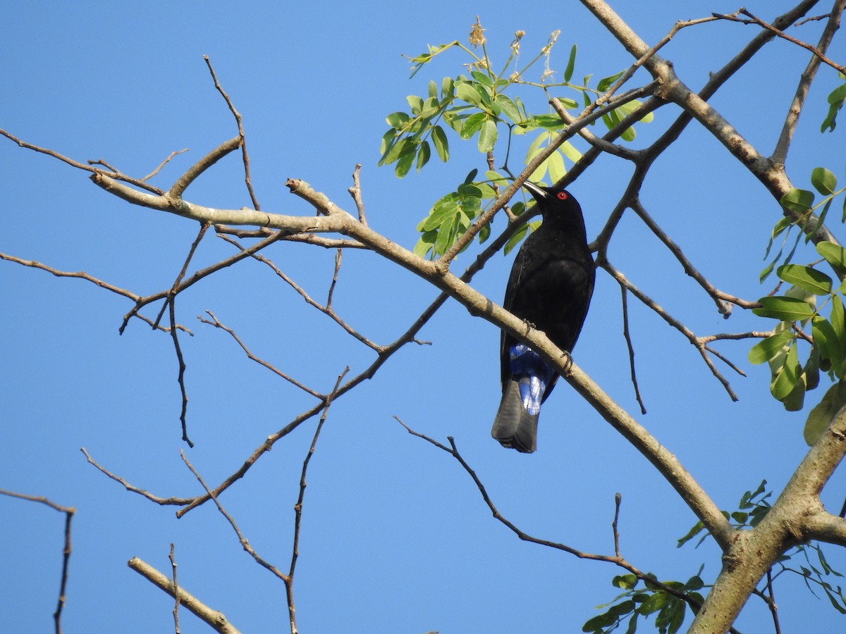 Asian Fairy-bluebird - ML615622440