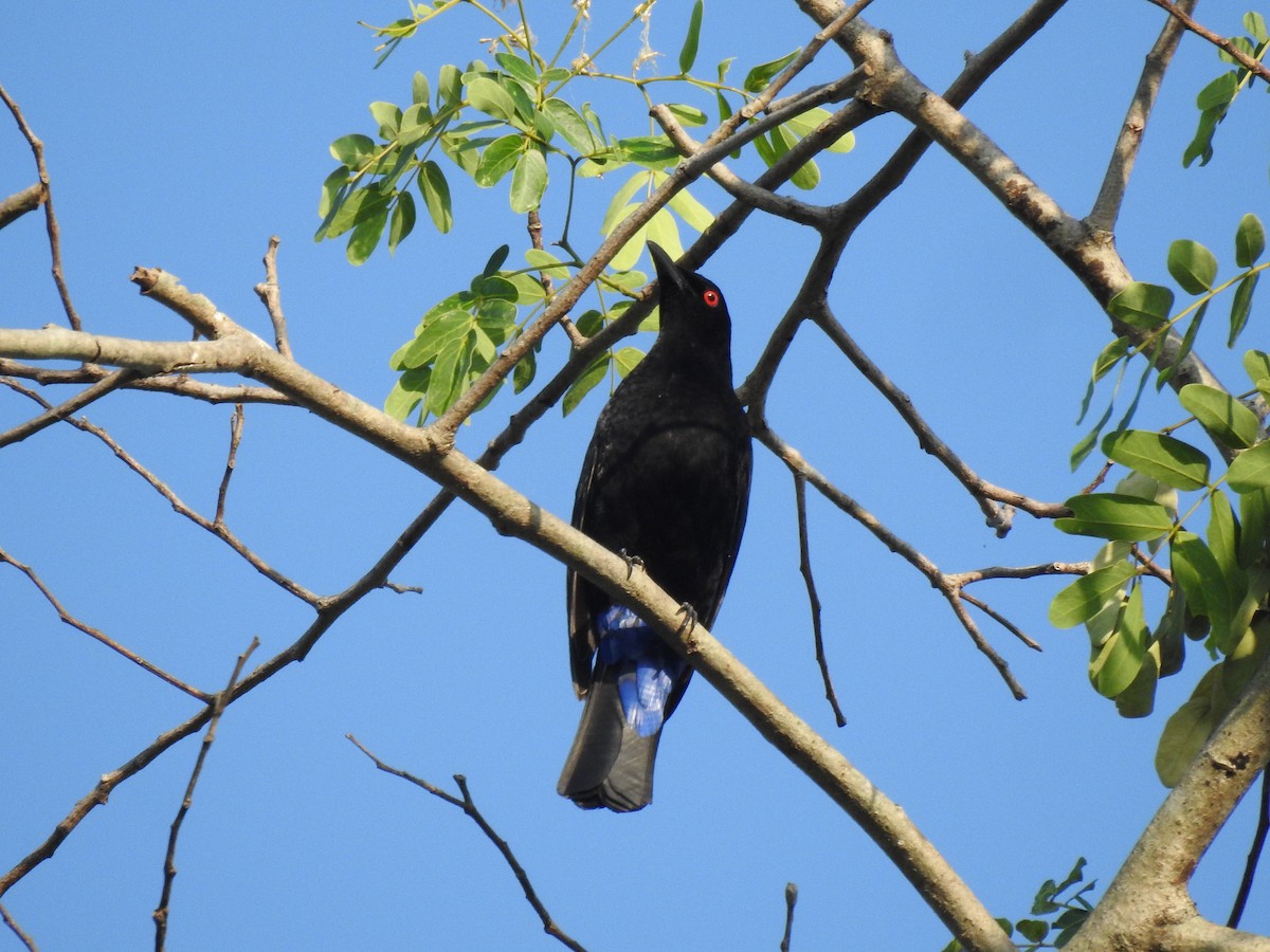 Asian Fairy-bluebird - ML615622441