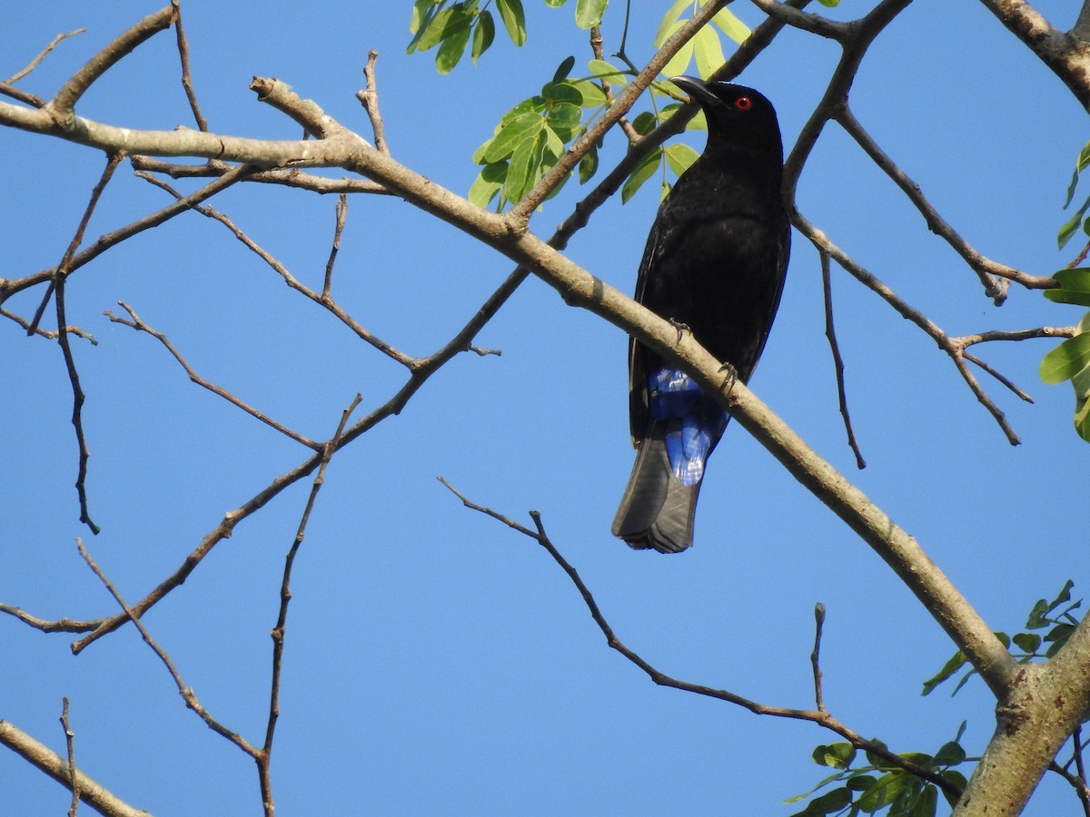 Asian Fairy-bluebird - ML615622442