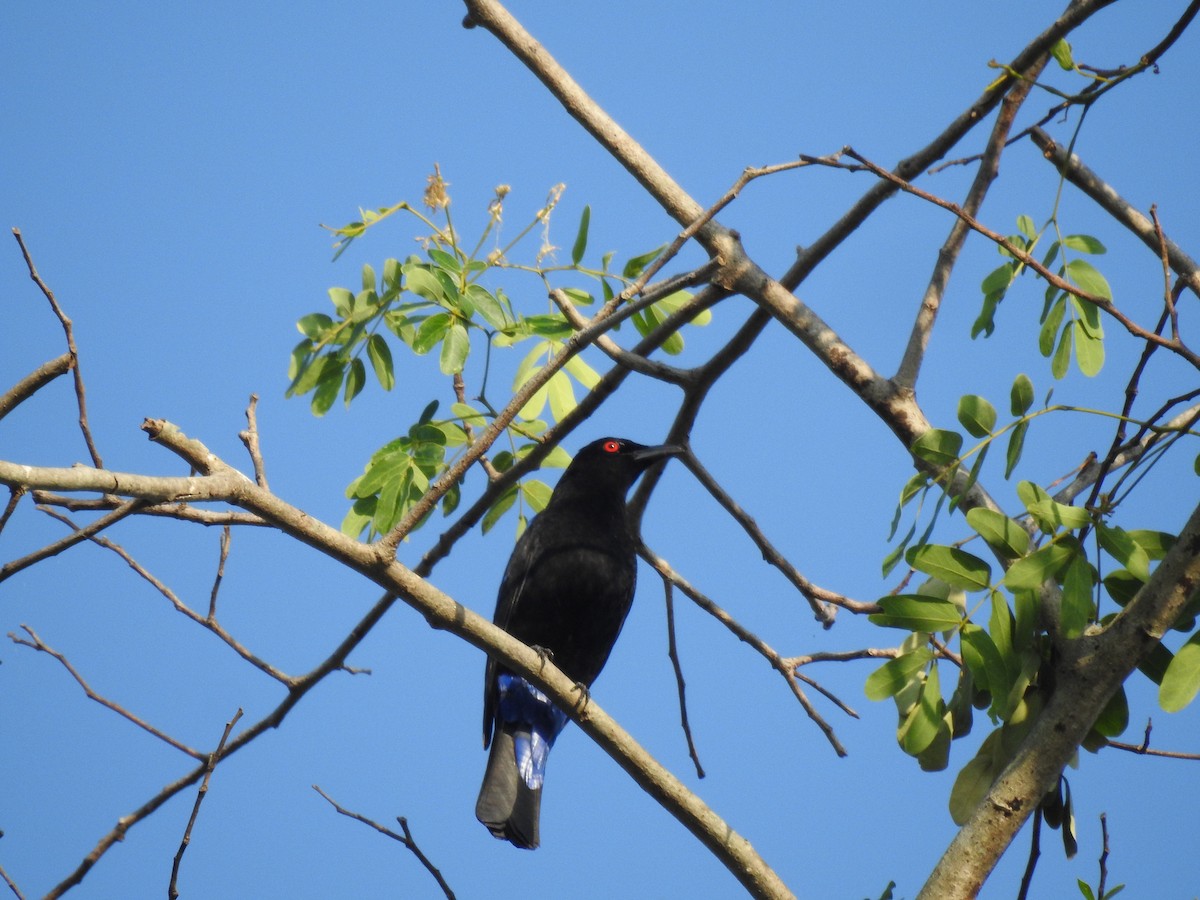Asian Fairy-bluebird - ML615622443