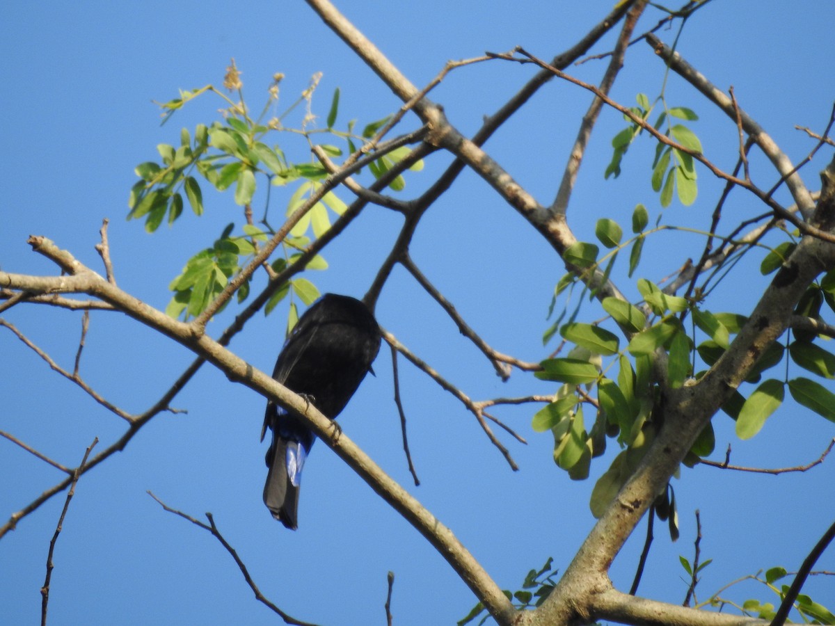 Asian Fairy-bluebird - ML615622444