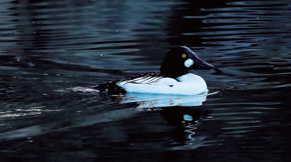 Common Goldeneye - Mark  Ludwick