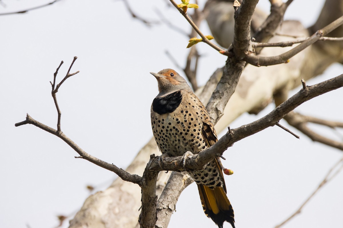 Northern Flicker (Yellow-shafted) - ML615622502