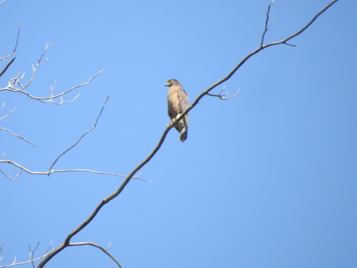 Crested Serpent-Eagle - ML615622508