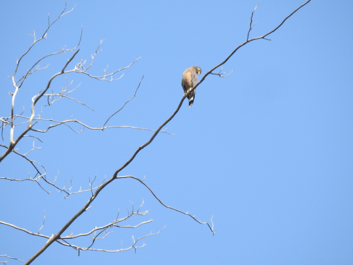 Crested Serpent-Eagle - ML615622509