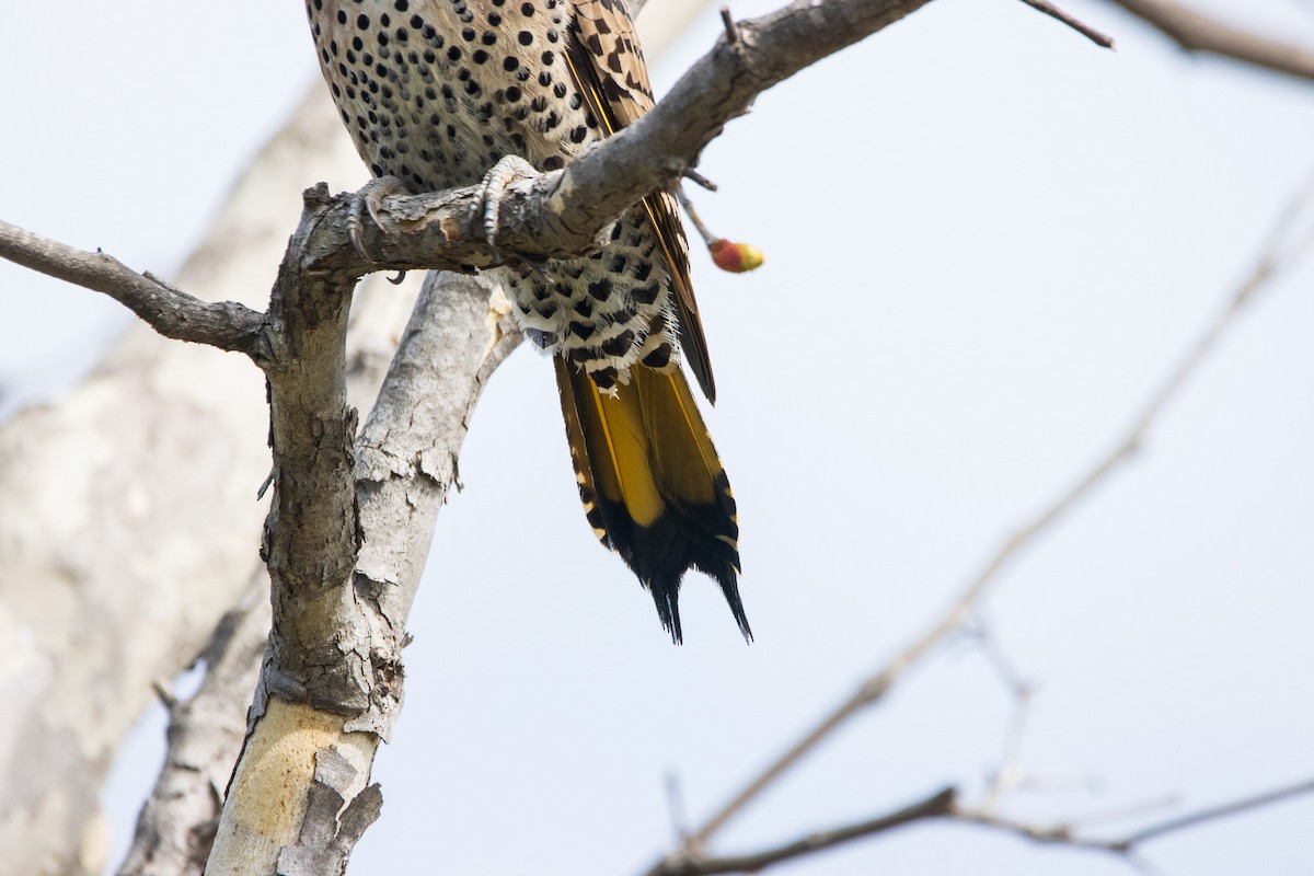 Northern Flicker (Yellow-shafted) - ML615622511