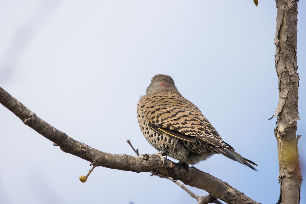 Northern Flicker (Yellow-shafted) - ML615622513