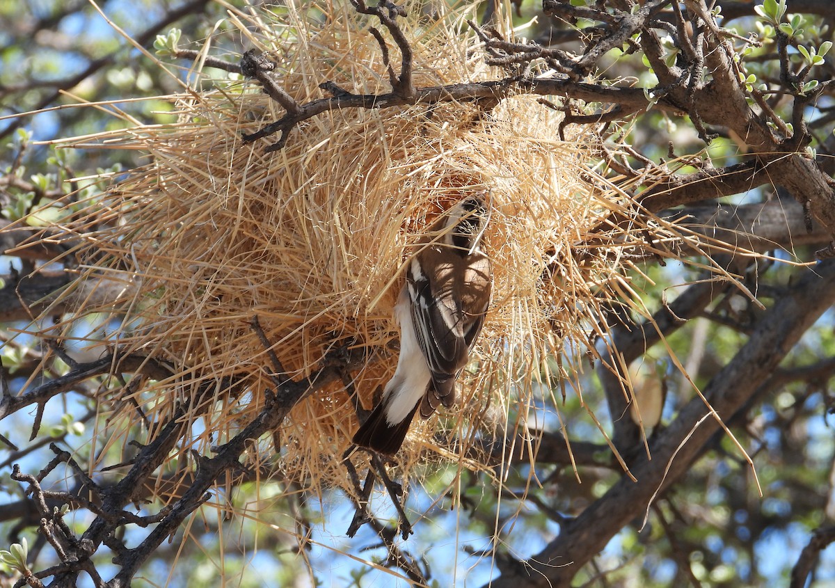 White-browed Sparrow-Weaver - ML615622522