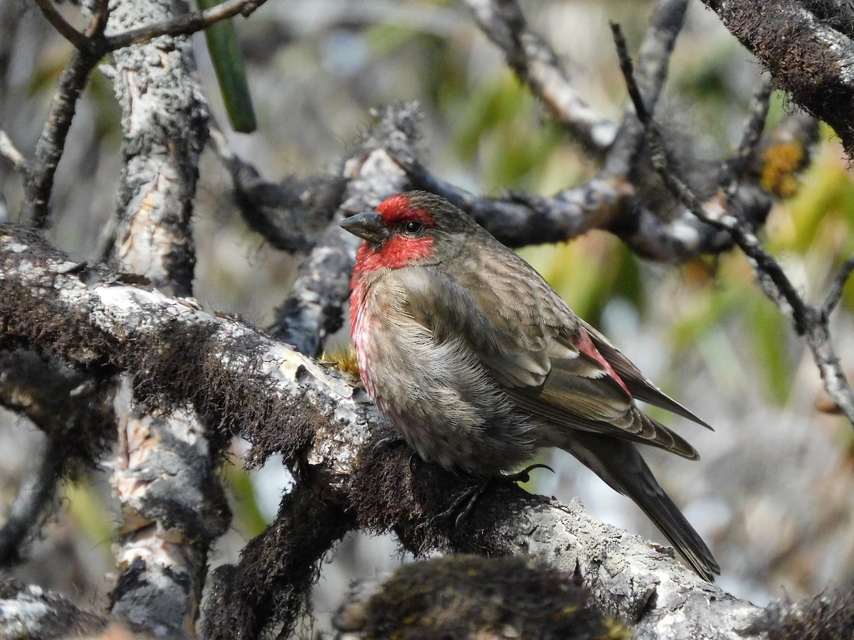 Red-fronted Rosefinch - ML615622551