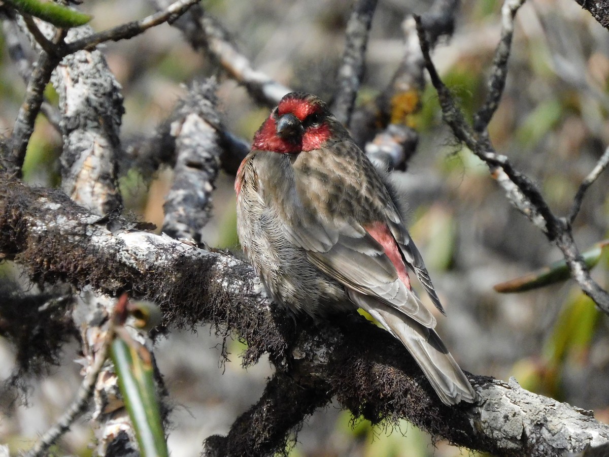 Red-fronted Rosefinch - ML615622559