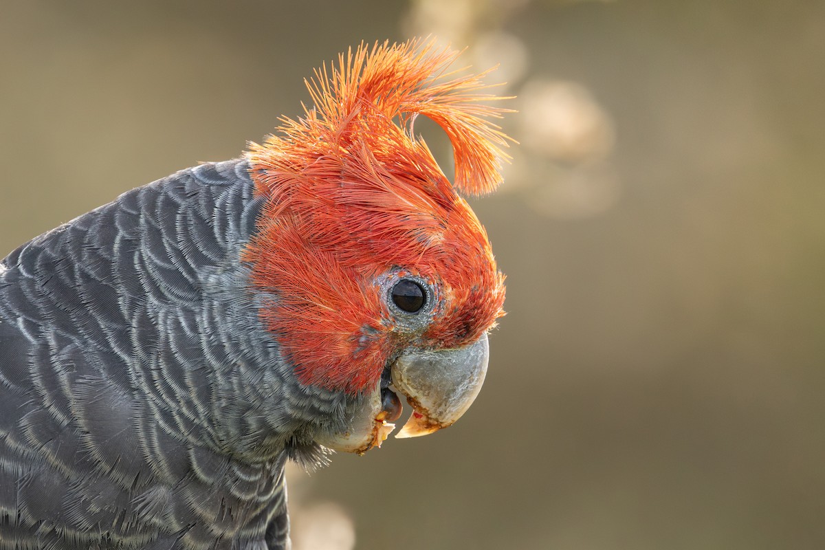 Gang-gang Cockatoo - ML615622724