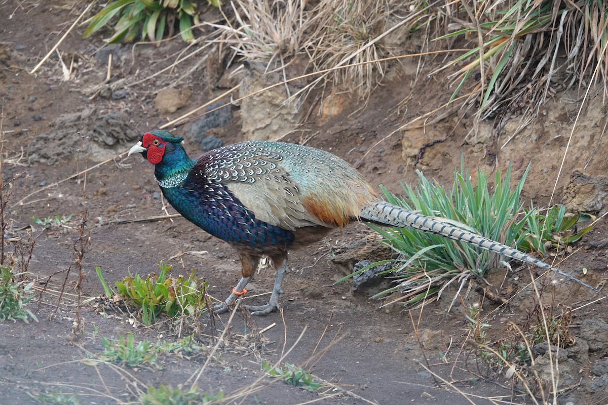 Kalij Pheasant - Molly Donahue