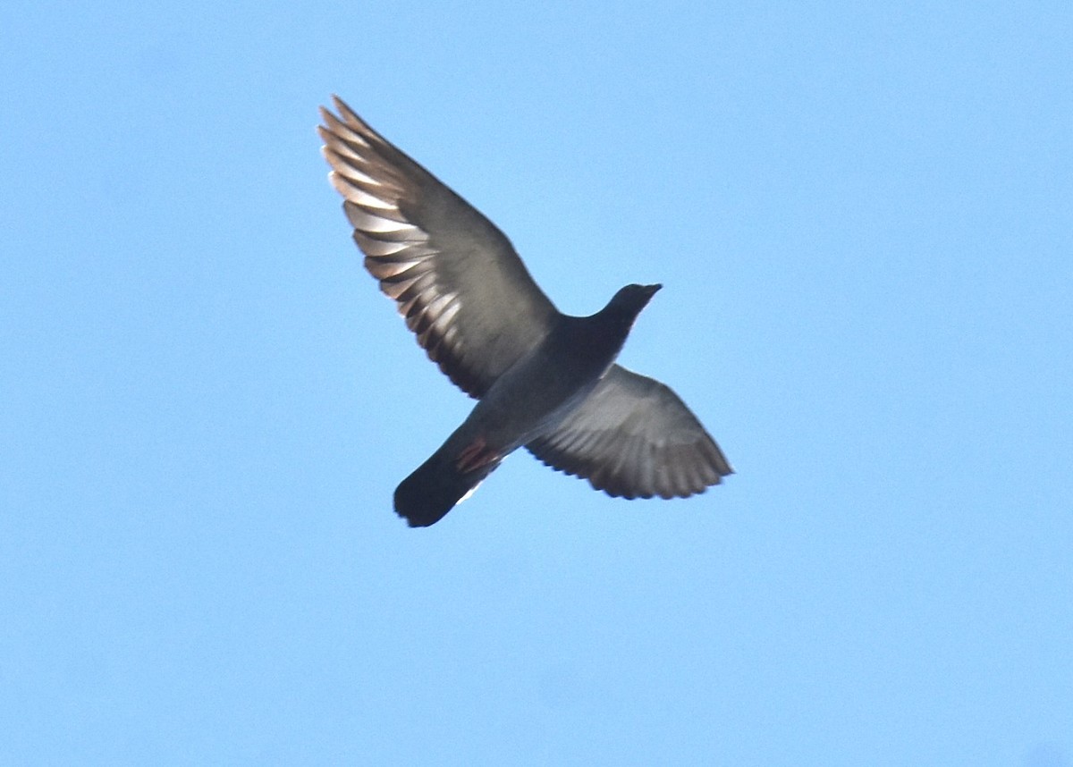 Rock Pigeon (Feral Pigeon) - ML615622762