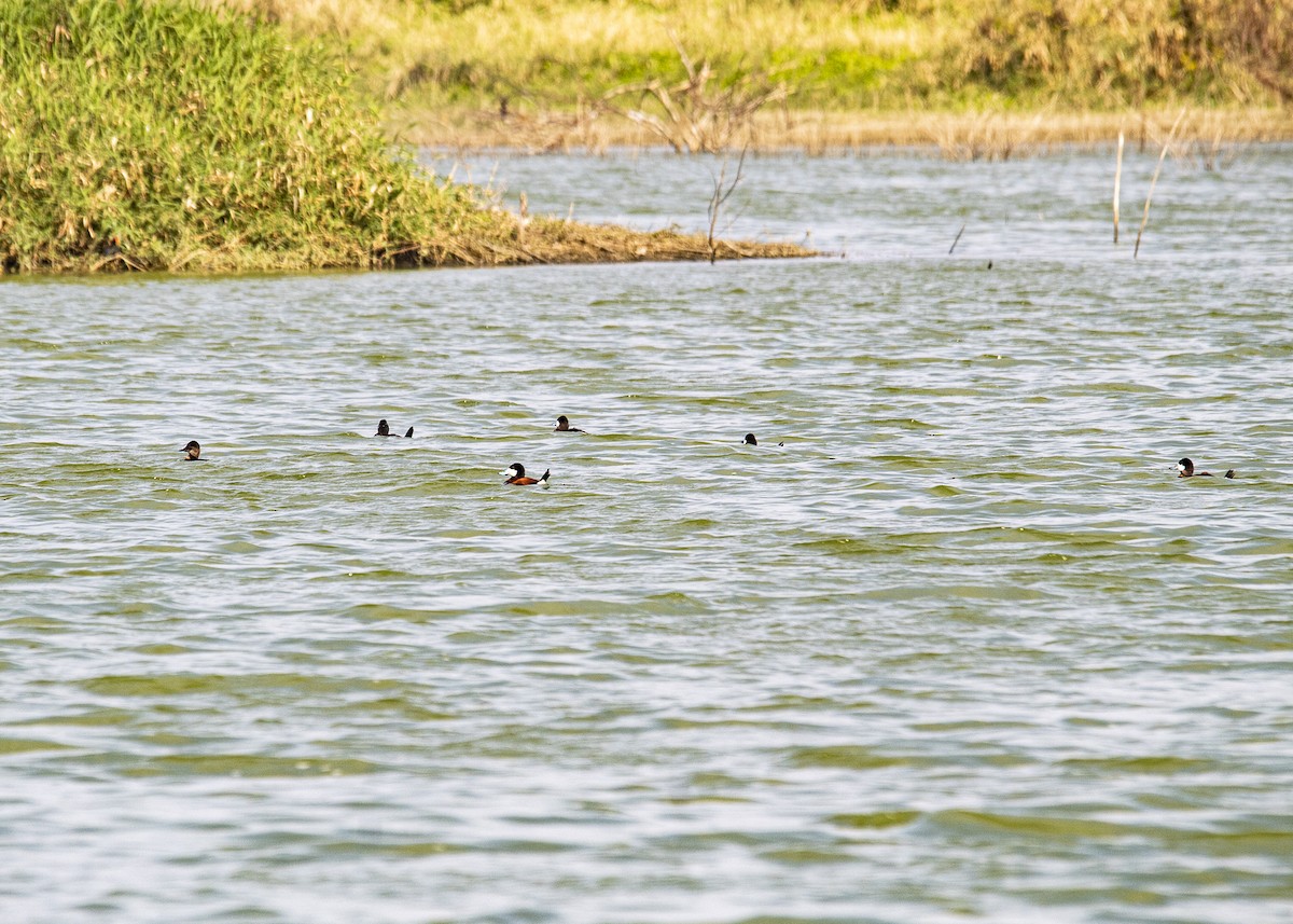 Ruddy Duck - ML615622782