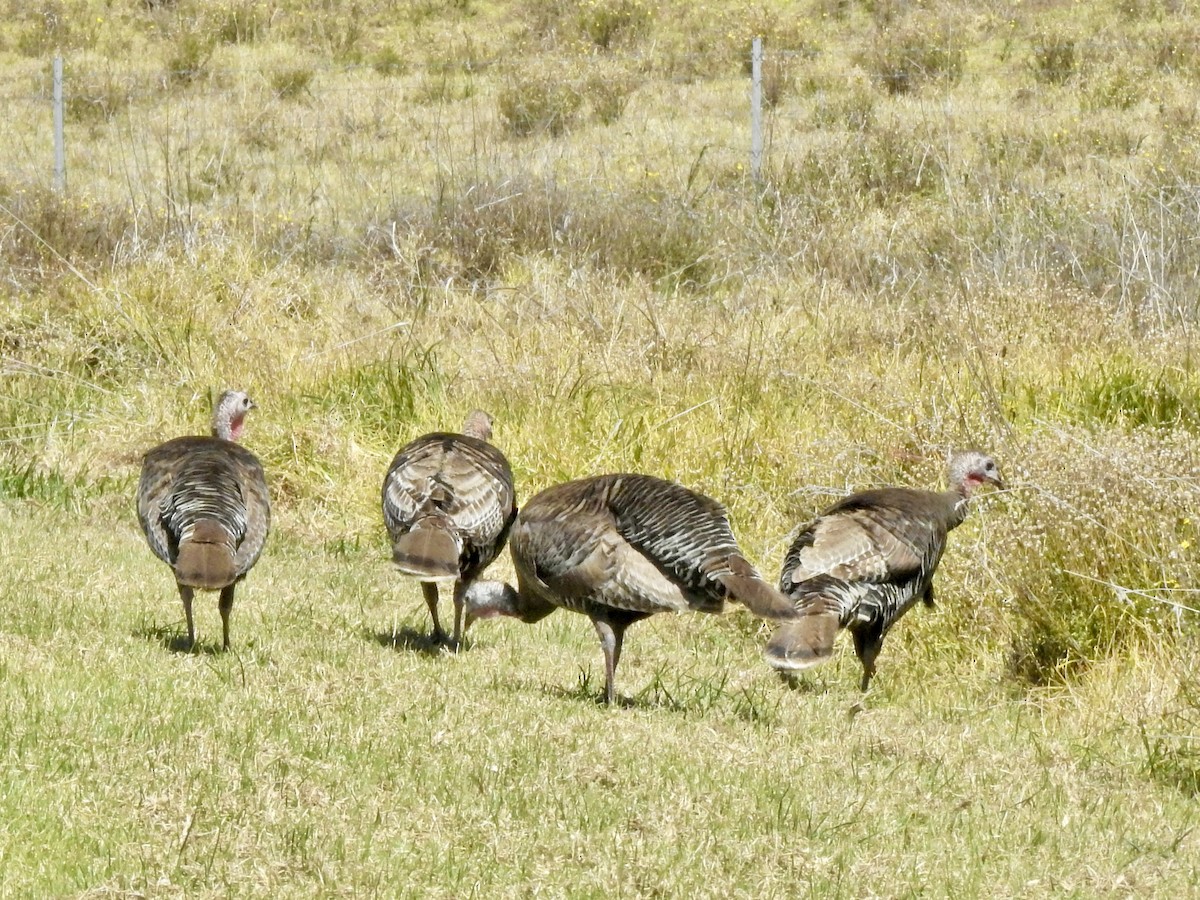 Wild Turkey - Michael Young