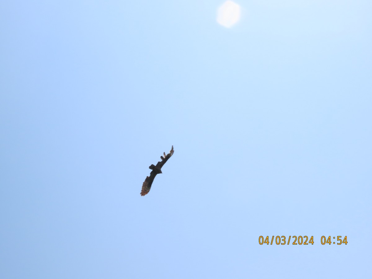 Oriental Honey-buzzard - Peter Carr