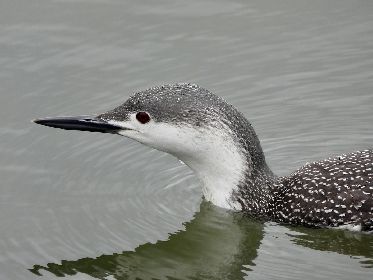 Red-throated Loon - ML615622837