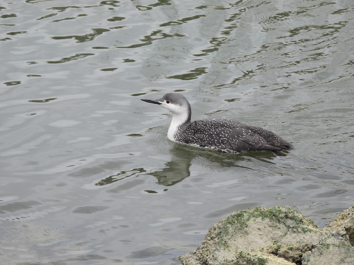 Red-throated Loon - ML615622838