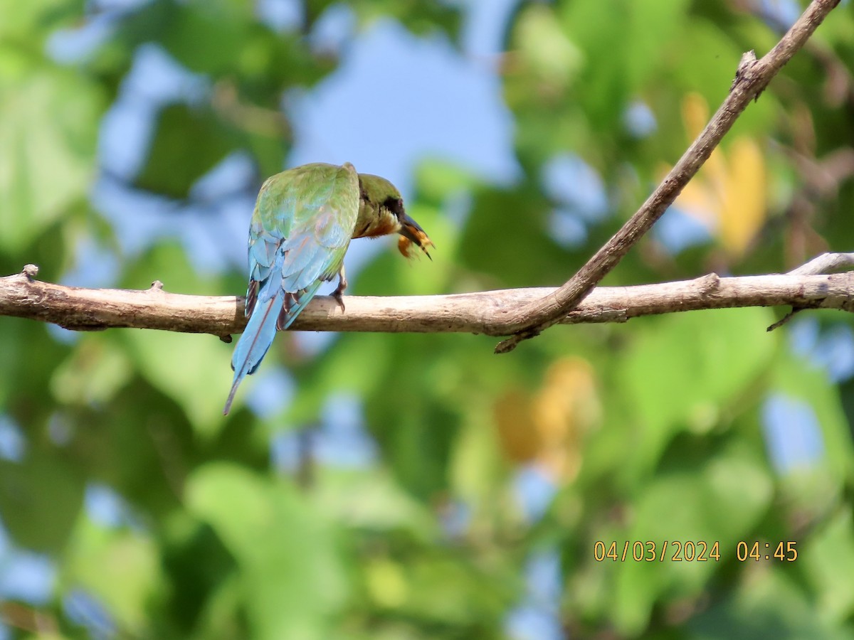 Blue-tailed Bee-eater - ML615622844