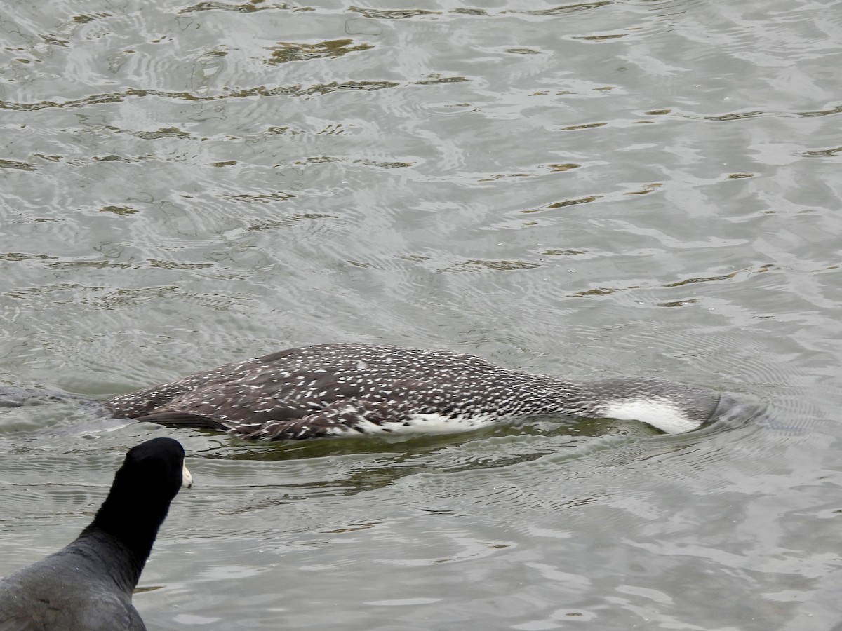 Red-throated Loon - ML615622860