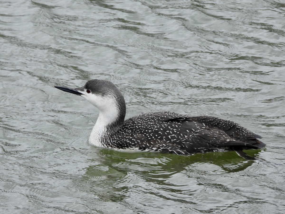 Red-throated Loon - ML615622861
