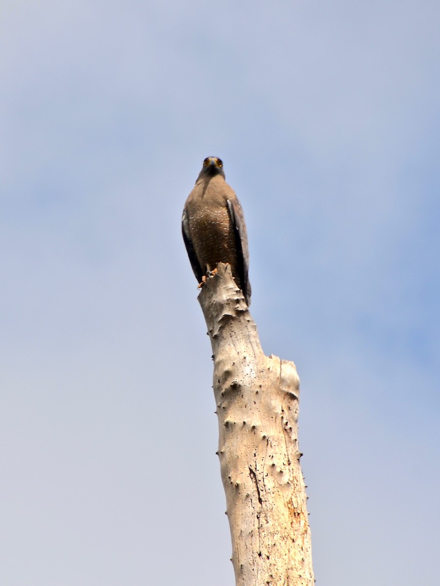 Crested Serpent-Eagle (Crested) - Judith James