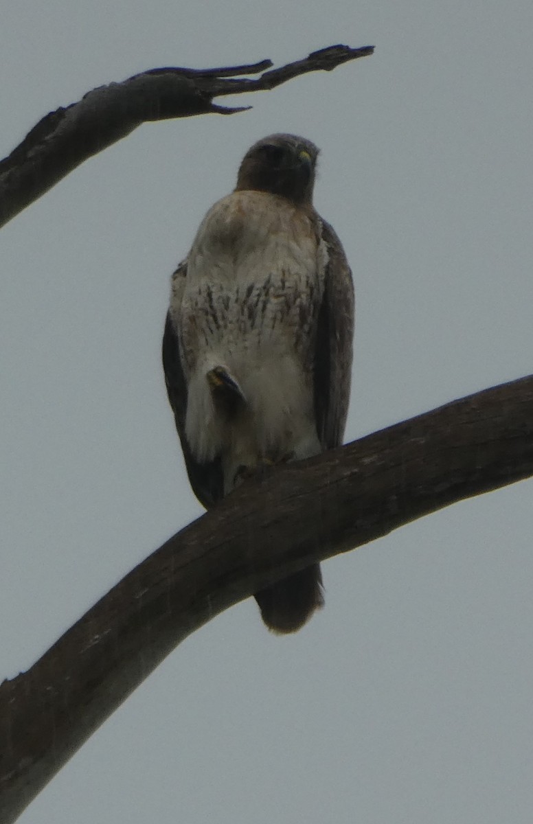 Red-tailed Hawk - ML615622927