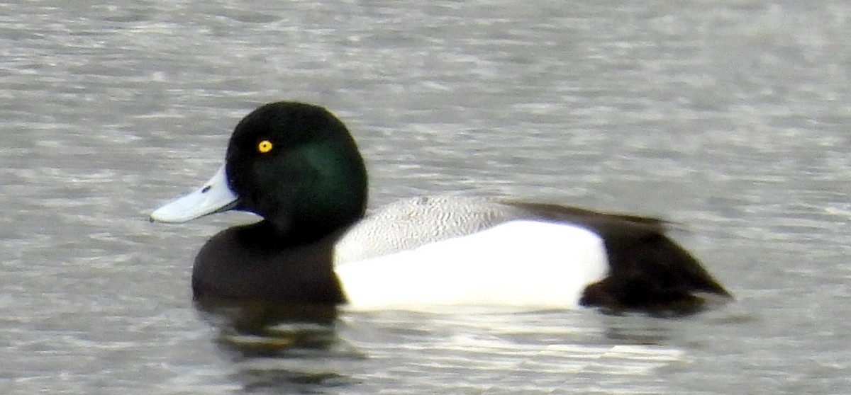 Greater Scaup - ML615622958
