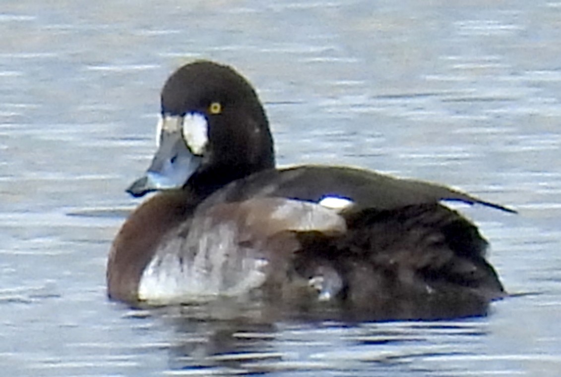 Greater Scaup - ML615622959